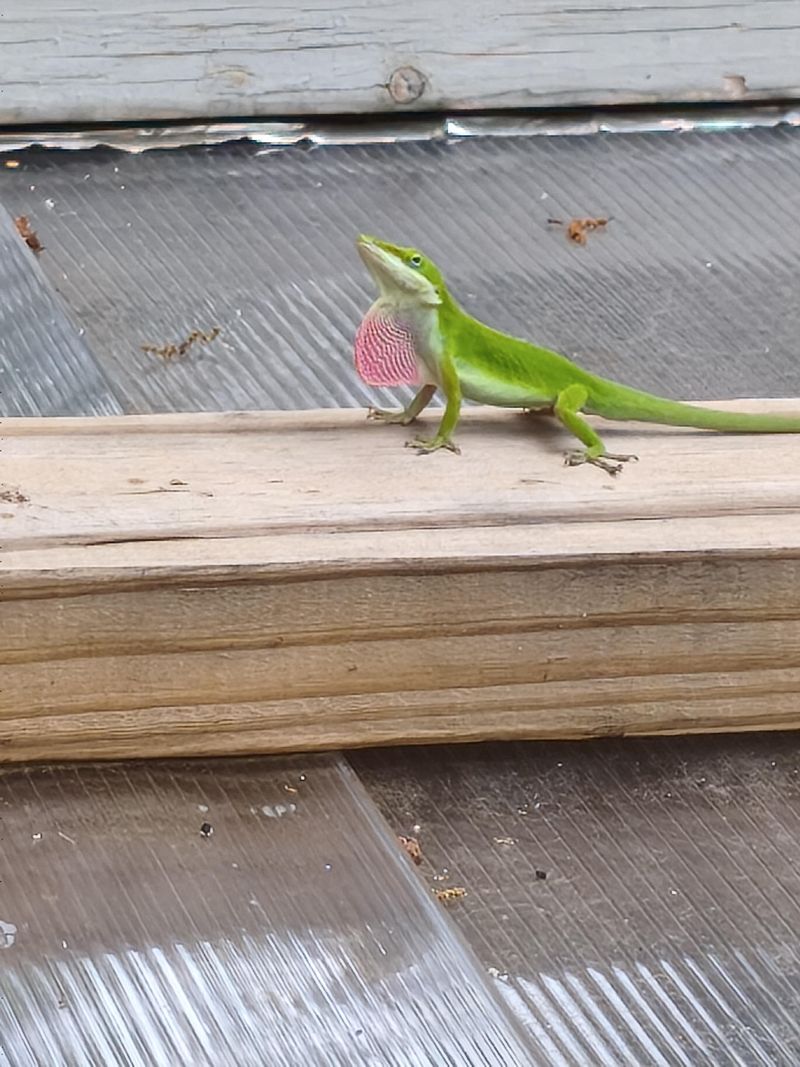 Why might an anole be on a porch wall in fall?
