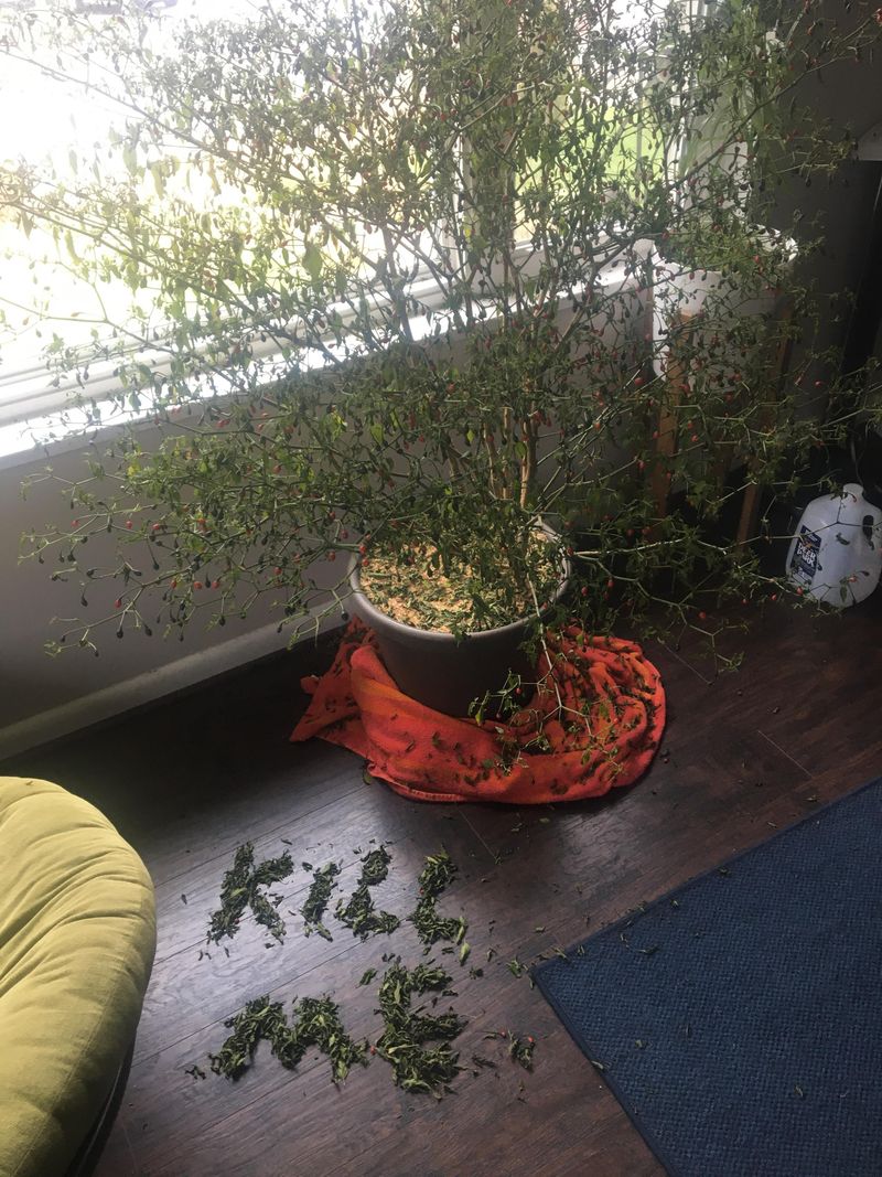 Why might leaves or blossoms fall?