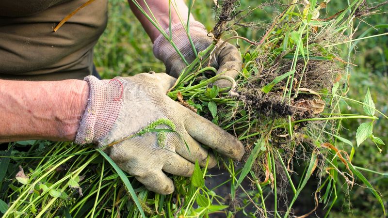 Why preventing seed production matters