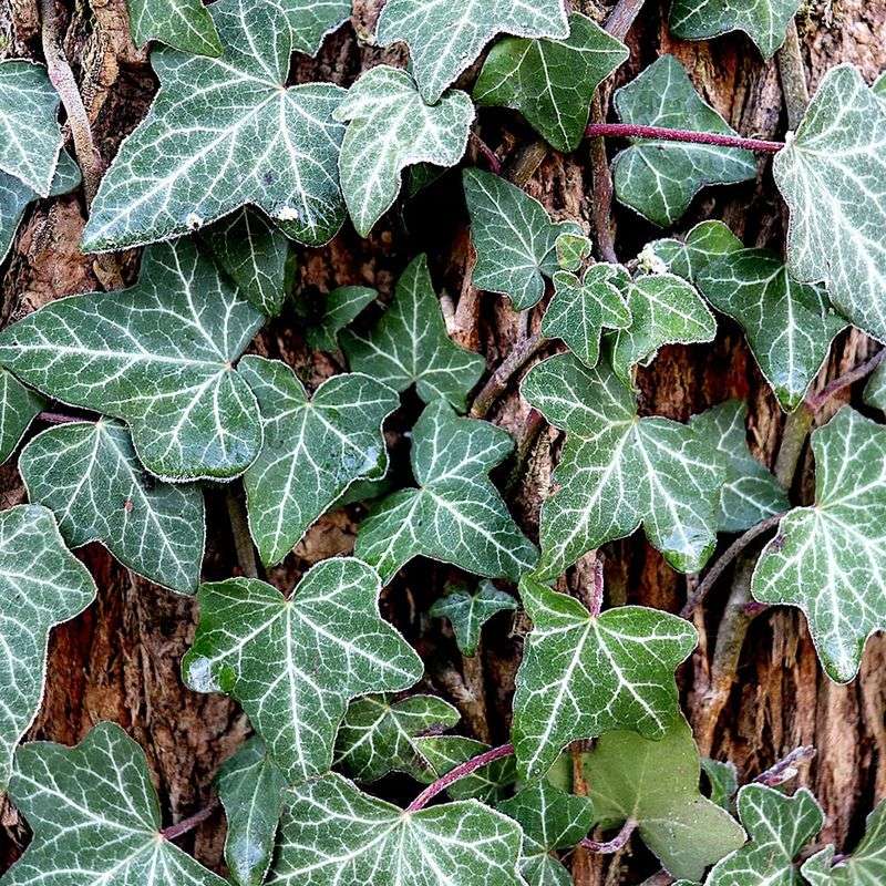 Why reconsider English ivy on a North Carolina fence? Why reconsider English ivy on a North Carolina fence?