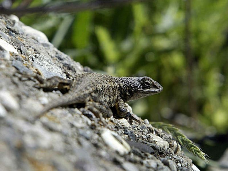Why removing lizards did not mean more infected nymphs Why removing lizards did not mean more infected nymphs