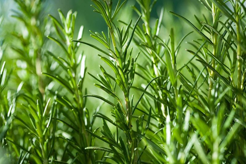 Why rosemary can work beside an entry