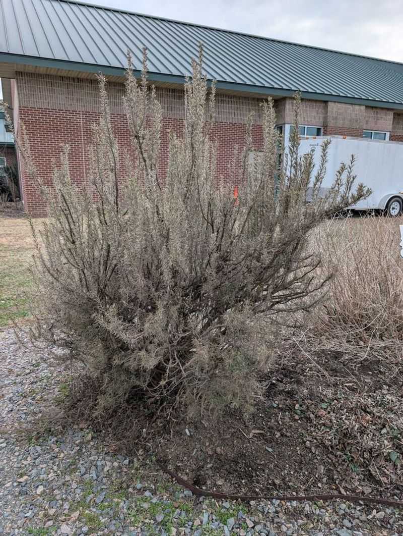 Why rosemary may turn brown after winter Why rosemary may turn brown after winter