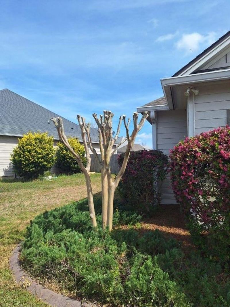 Why severe topping can cost you flowers Why severe topping can cost you flowers