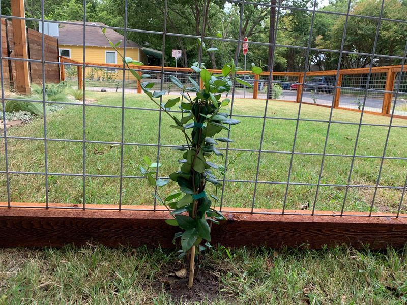 Why star jasmine can suit a chain-link fence