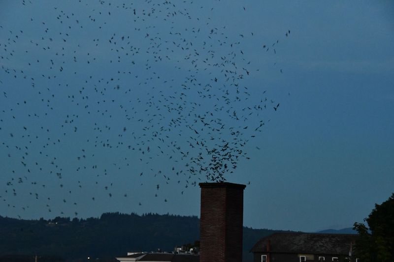 Why swifts gather before nightfall