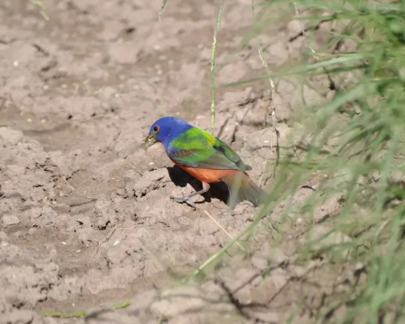 Why the habitat fits Florida’s wintering population
