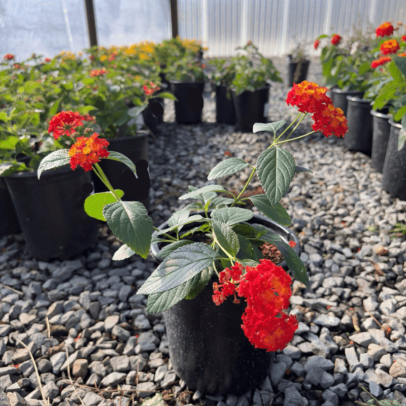 Why the word “lantana” is not enough