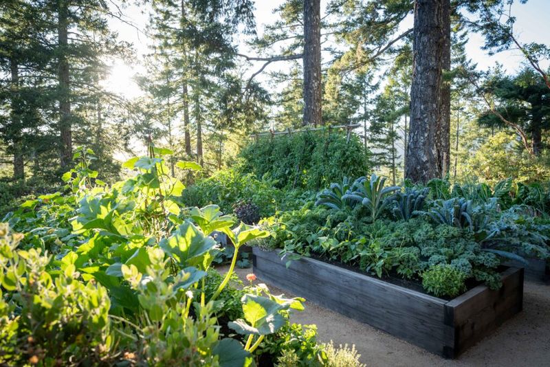 Why winter shade changes the garden before it changes the law Why winter shade changes the garden before it changes the law