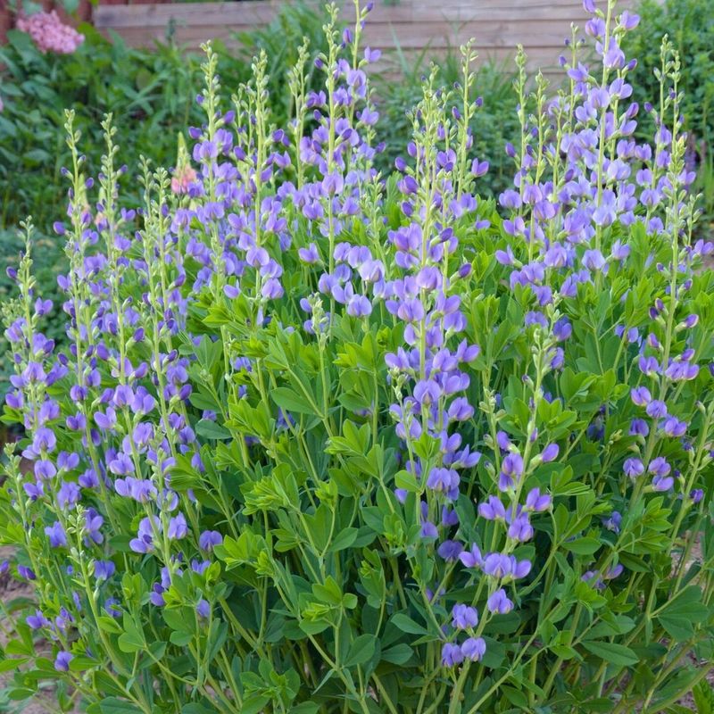 Wild Blue Indigo