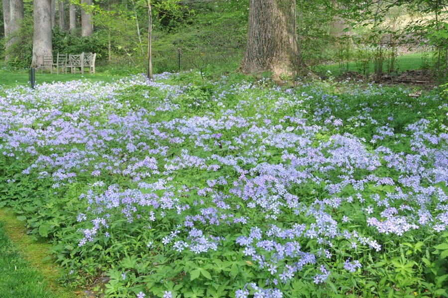 Wild Blue Phlox
