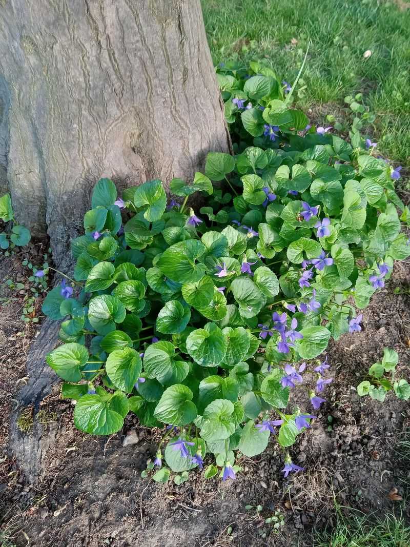 Wild Blue Violet