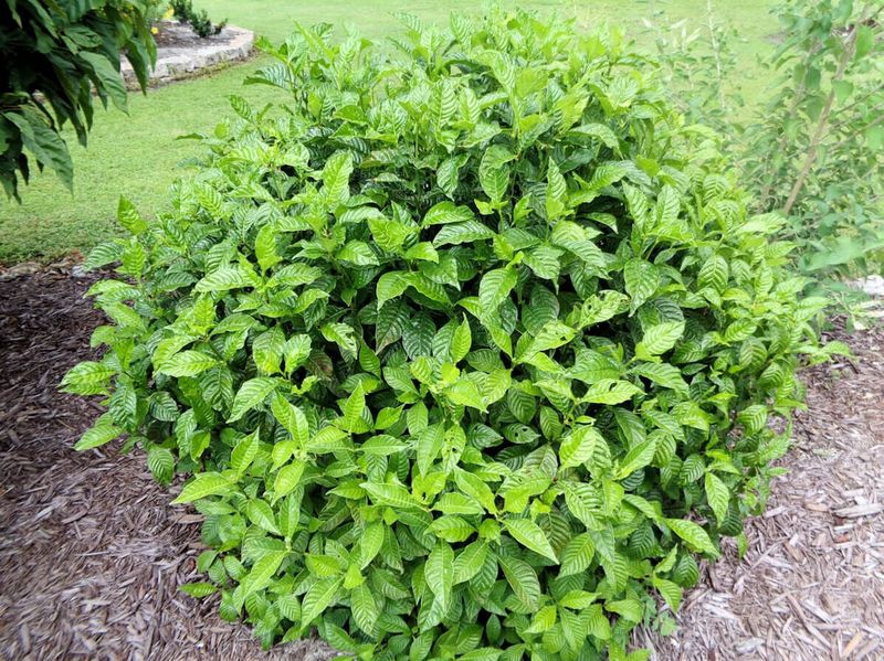 Wild Coffee