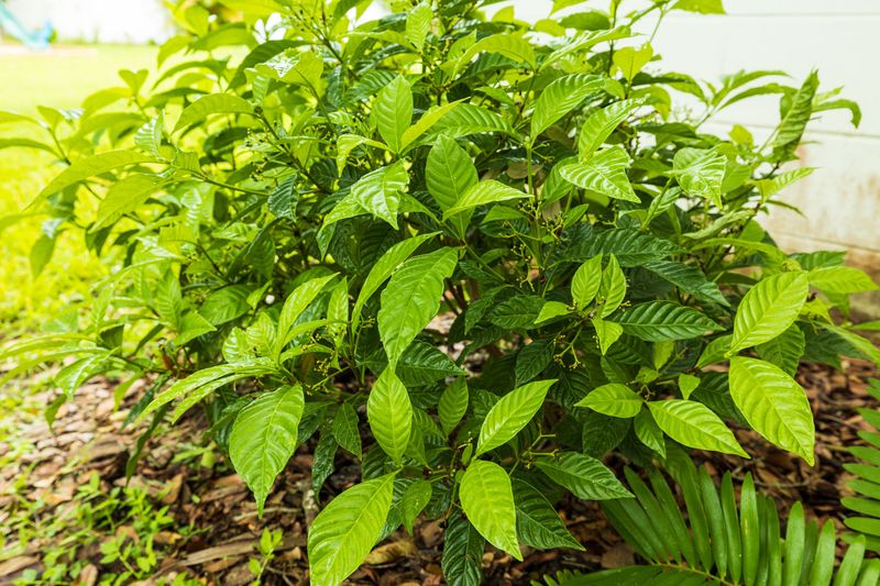 Wild Coffee