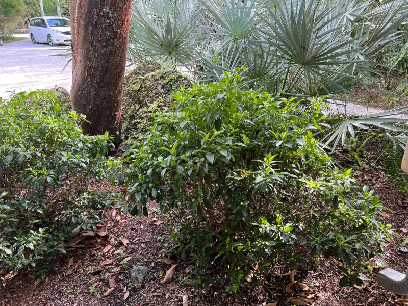 Wild Coffee