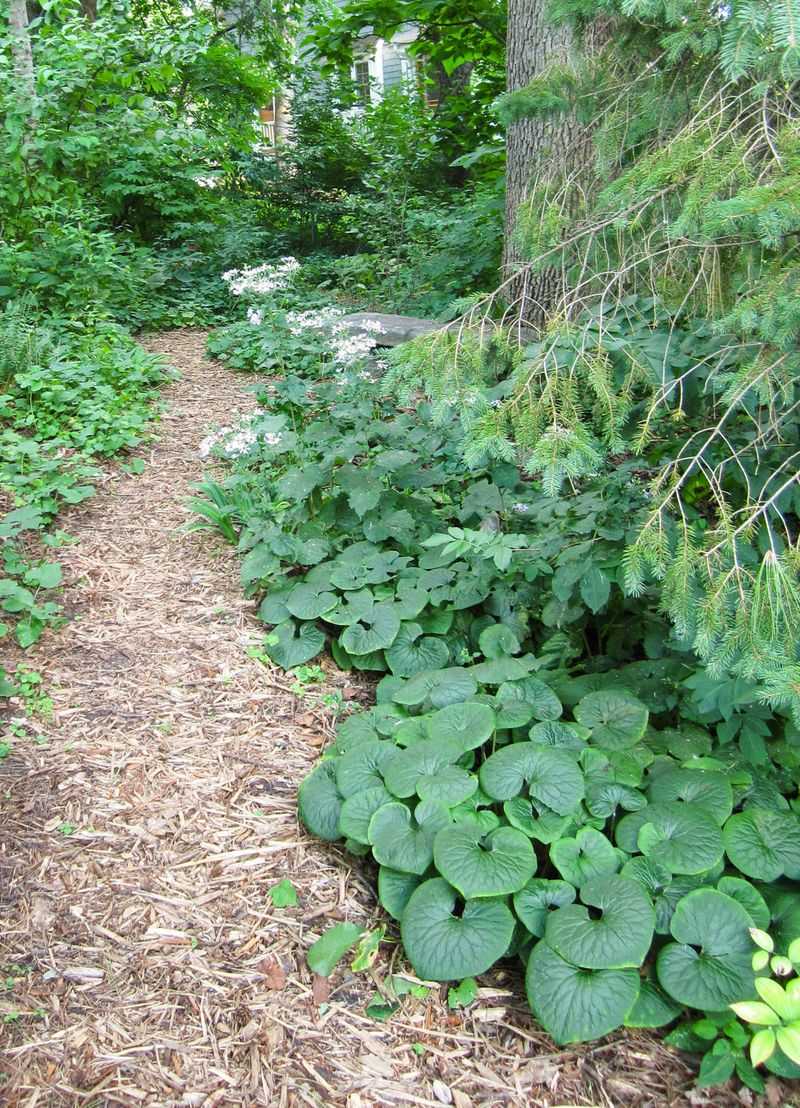 Wild Ginger