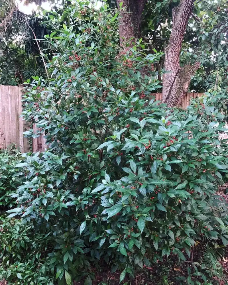 Wild coffee gives shady Florida yards a native shrub option