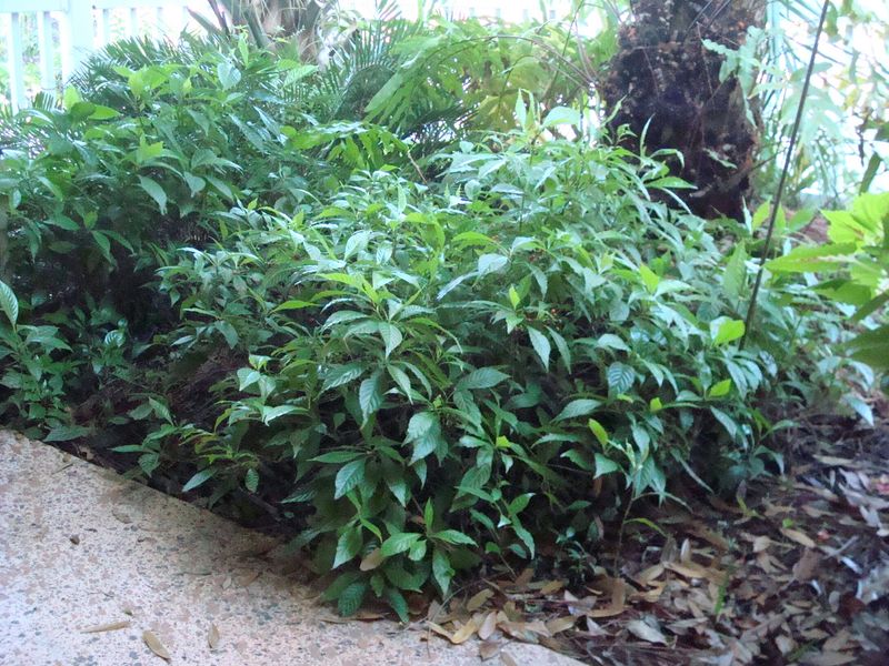 Wild coffee offers lush foliage, not schefflera’s umbrella shape