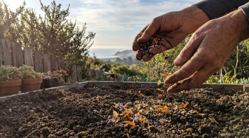 Wildflower seeds pose a separate timing question Wildflower seeds pose a separate timing question