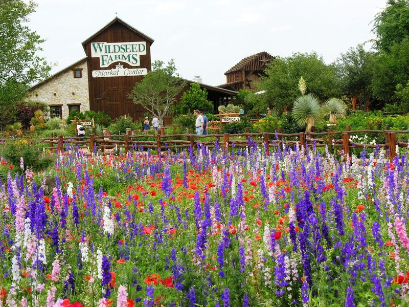 Wildseed Farms in Fredericksburg