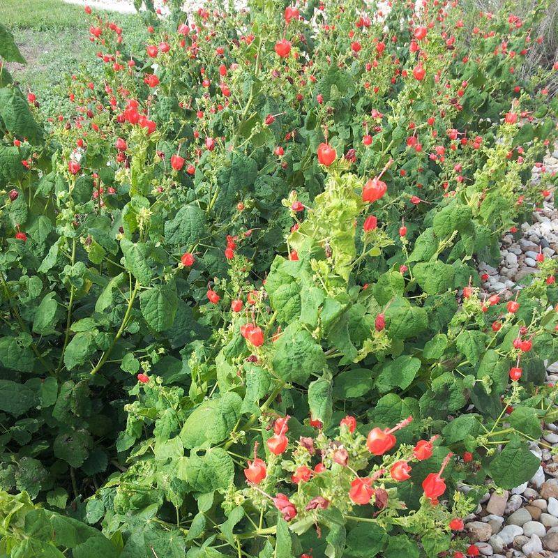 Will Turk’s cap still have flowers in fall?