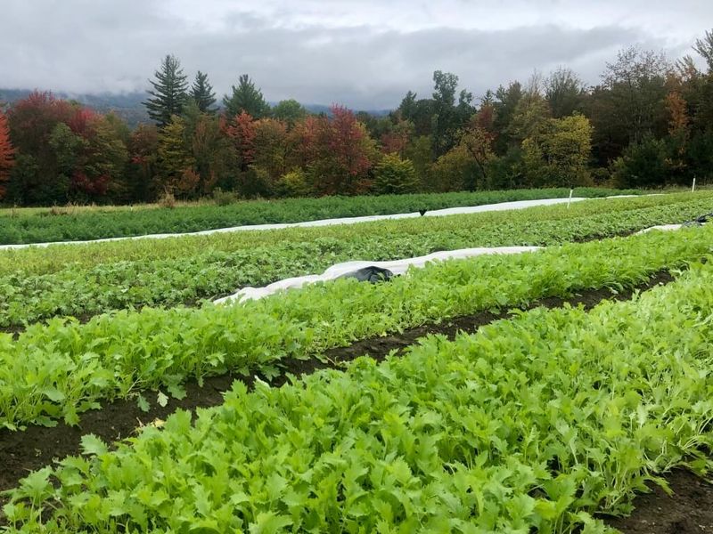 Will the greens reach harvest size before cold weather?