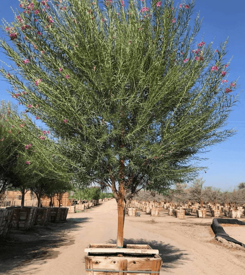 Will your yard suit a desert willow? Will your yard suit a desert willow?