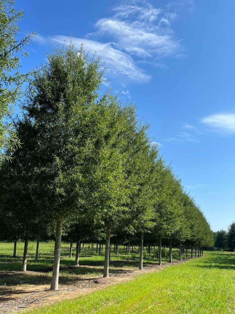 Willow oak fits East Texas, not every Texas yard