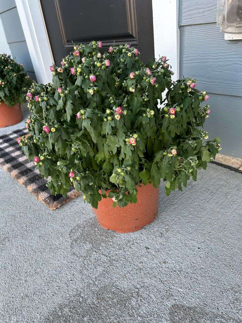Wilt is a symptom, not a watering diagnosis