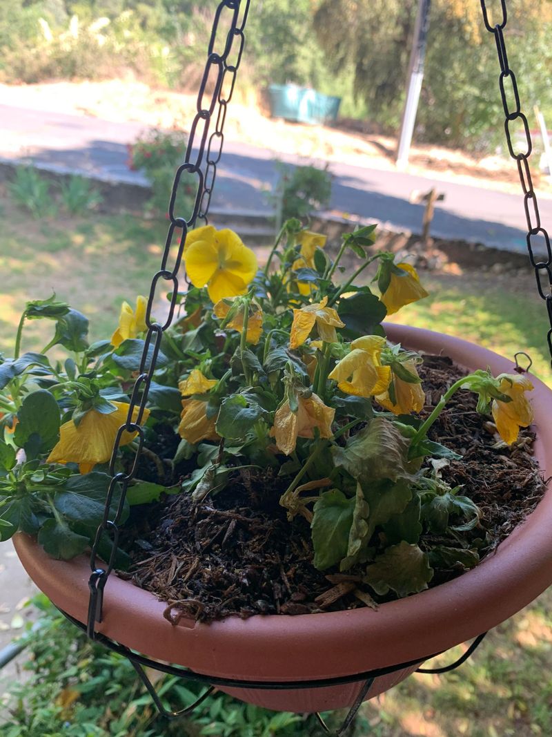 Wilting after sunny weather does not identify the cause