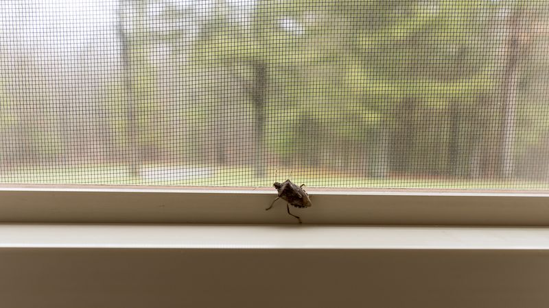 Window and Door Screens