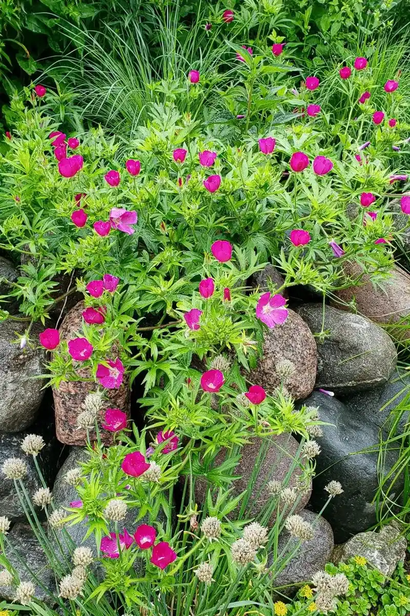 Winecup can add color to suitable rocky slopes