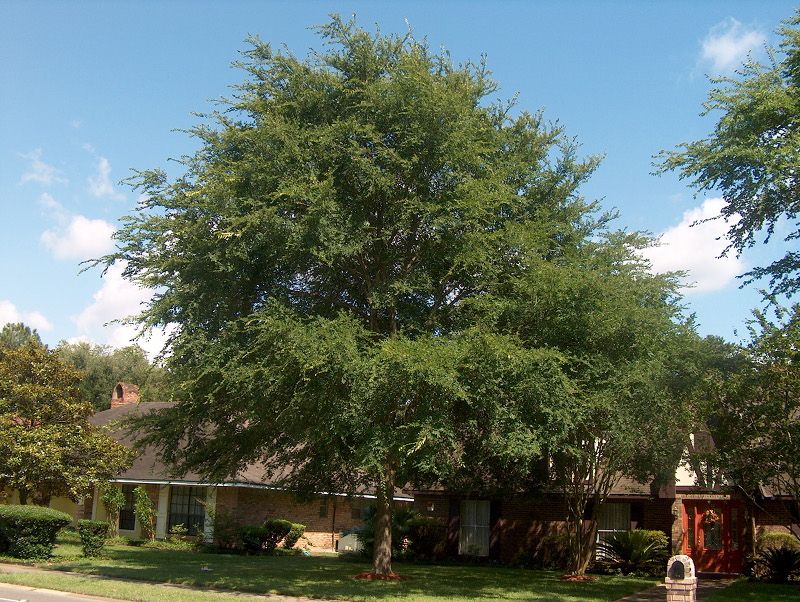 Winged elm is the strongest match, not a no-cleanup promise