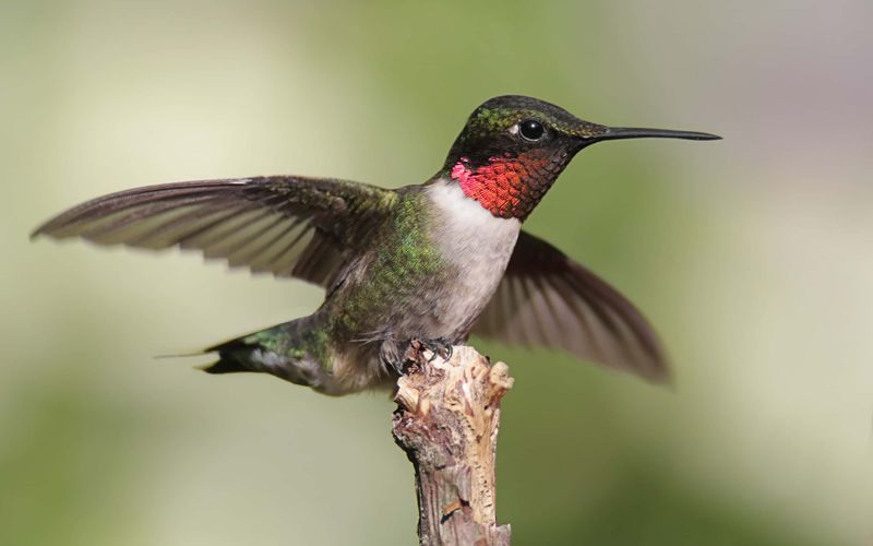 Winter Hummingbird Presence Varies Across Florida Winter Hummingbird Presence Varies Across Florida