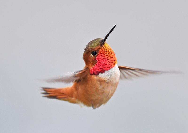 Winter Rufous Hummingbirds are a separate possibility