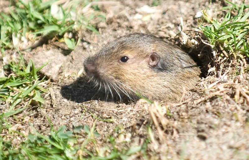 Winter can be a useful time to manage gophers, not a guarantee of owl control Winter can be a useful time to manage gophers, not a guarantee of owl control