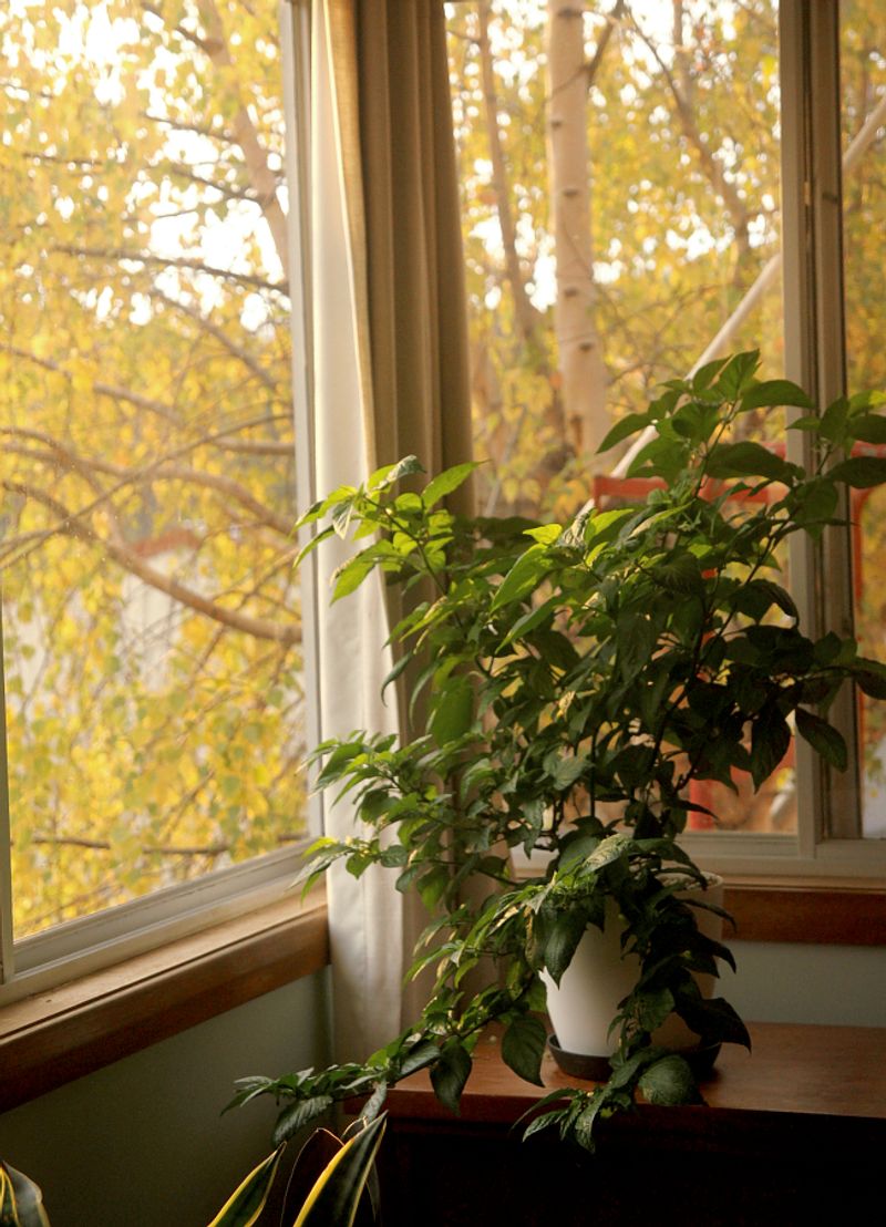 Winter fruiting needs light and suitable temperatures