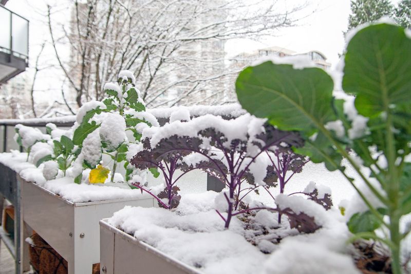 Winter production depends on your local conditions