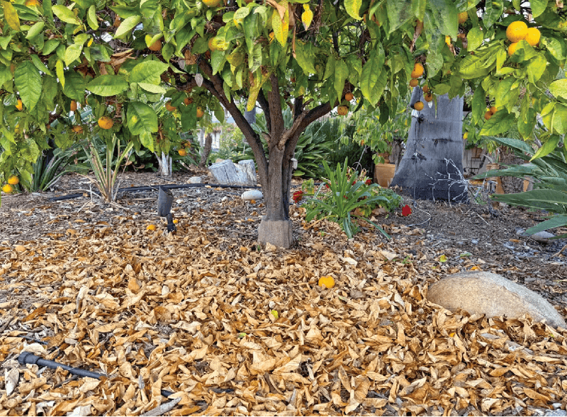 Winter slug concerns do not establish snake emergence after rain