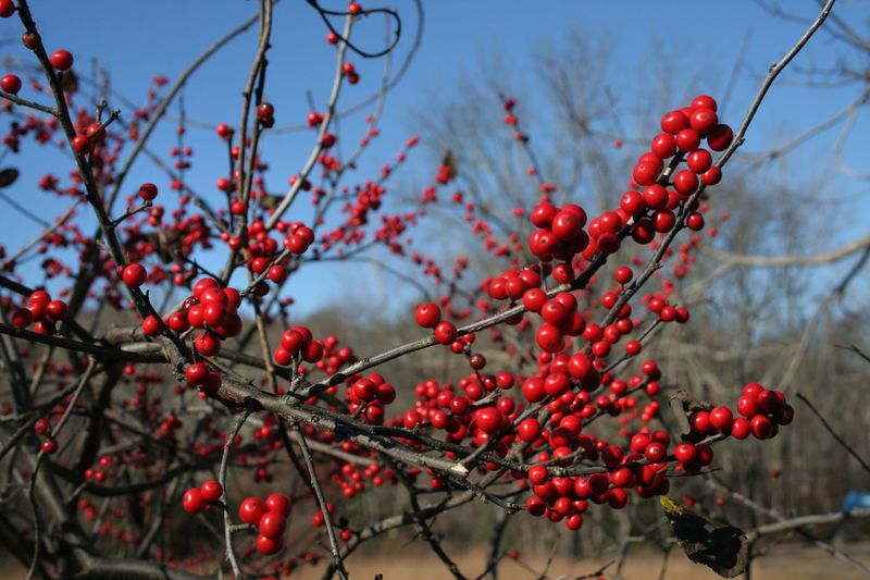 Winterberry brings native winter interest to North Carolina yards