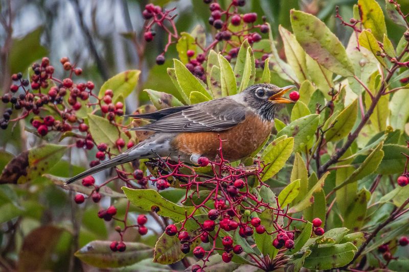 Winterberry feeds birds, but its fruit has a limited season