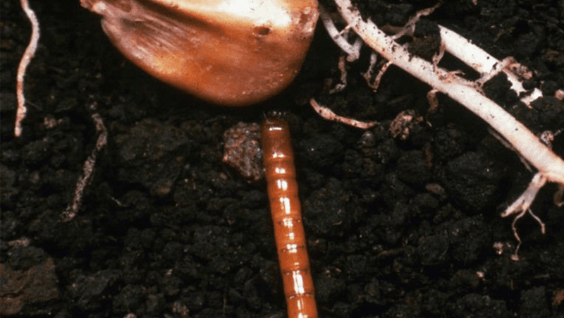 Wireworms Wireworms