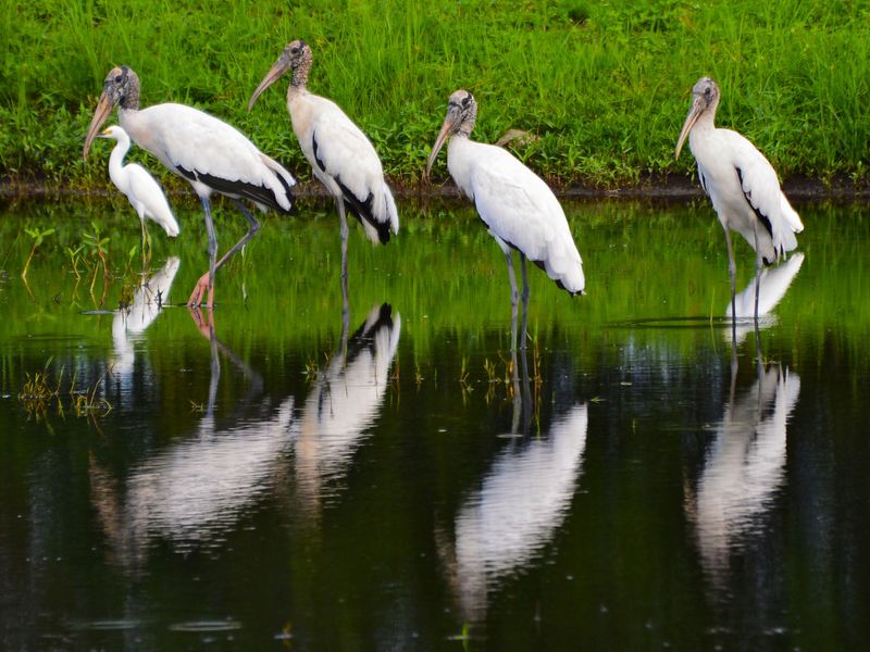 Wood Stork