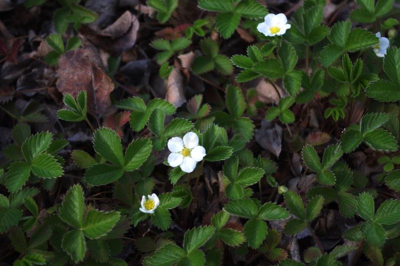 Wood Strawberry (Fragaria vesca)