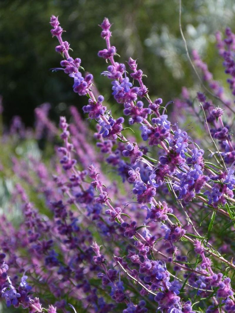 Woolly Blue Curls (Trichostema lanatum) Woolly Blue Curls (Trichostema lanatum)