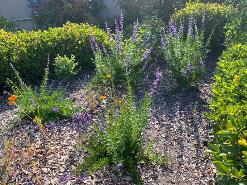 Woolly Blue Curls (Trichostema lanatum)