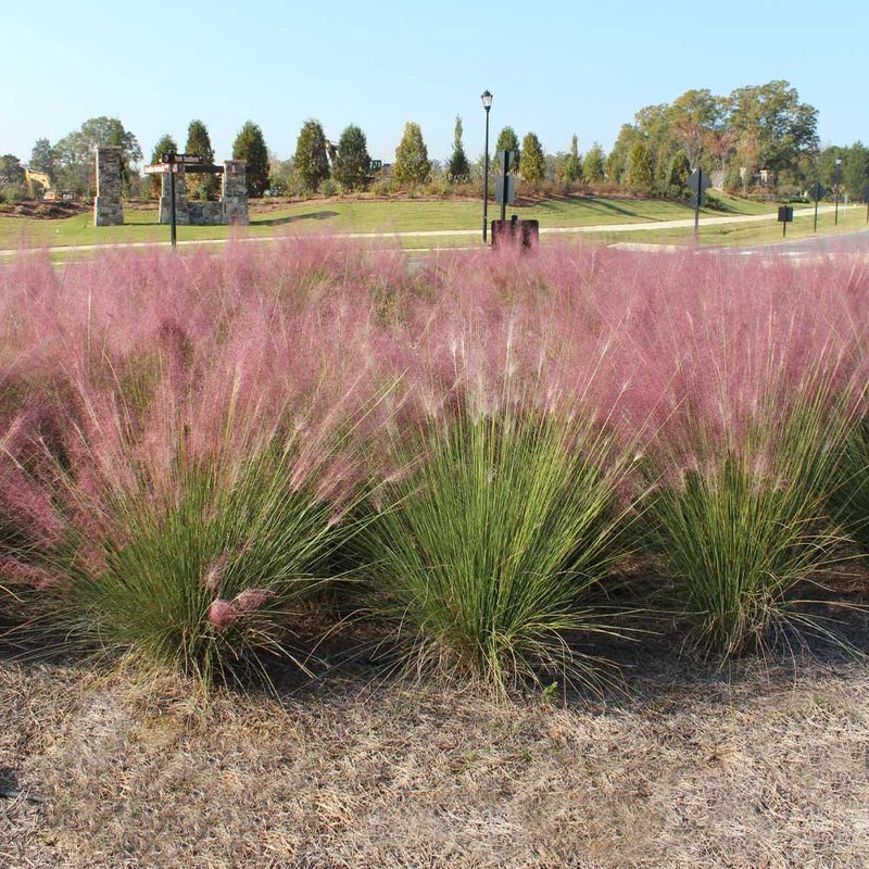 Work toward a future fall display
