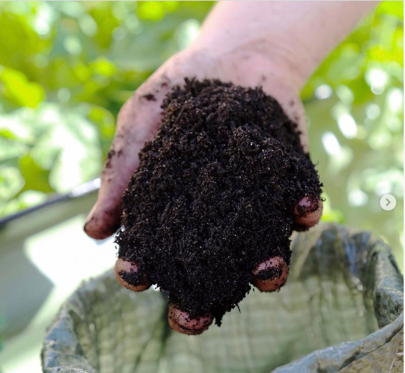 Worm Castings Worm Castings