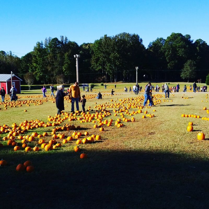 Worth the Drive for a Pumpkin-Picking Day