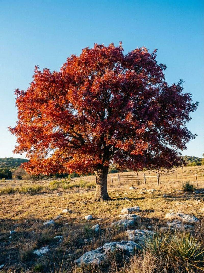 Would a bigtooth maple suit your part of Texas? Would a bigtooth maple suit your part of Texas?